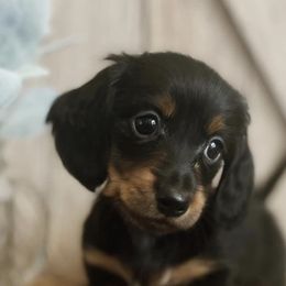 Dachshunds from T&C Dachshunds