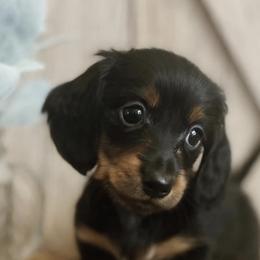 Dachshunds from T&C Dachshunds