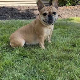 Jolene - French Bulldog