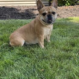 Jolene - French Bulldog