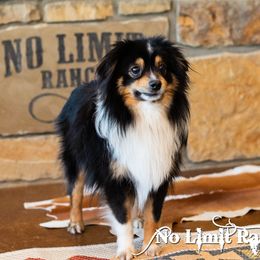 Jagger - Toy Australian Shepherd
