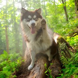 Beignet 🍩 - Pomsky
