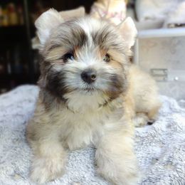 Rare sable Blaze - Tan male Morkie puppy in Barren Springs, Virginia from Seeking Shalom Acres Maltese, Maltipoos & Havamalts