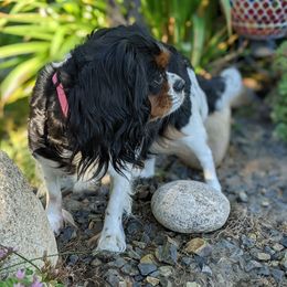 Sophie - Cavalier King Charles Spaniel