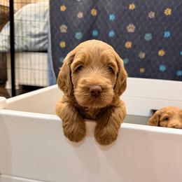 Lucy - Apricot female Goldendoodle puppy in Anthem/Phoenix, Arizona from Ironwood Doodles