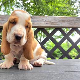 Apple - Red and white female Basset Hound puppy in Denison, Texas from Emma Lou's Baby Bassets