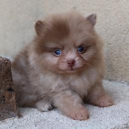 Stella - Blue merle female Pomeranian puppy in Corpus Christi, Texas from Crown Rose Pomeranians