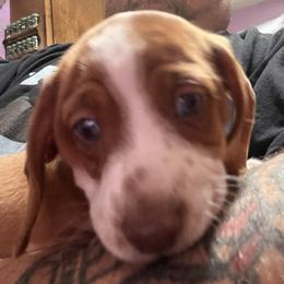 Dachshund Puppies from Witchy Woman’s Wiener’s