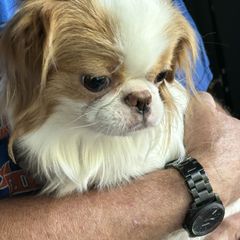 Ireland - Japanese Chin