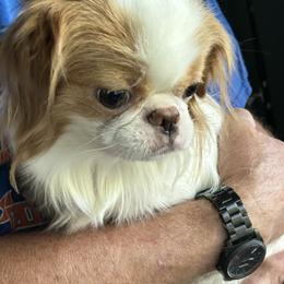 Ireland - Japanese Chin