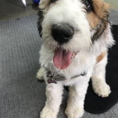 Saint Berdoodle Puppies from My-T Saint Berdoodles