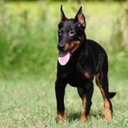Amadeus - 5350 - Black and rust male Beauceron puppy in Rockwall, Texas from Elitehaus