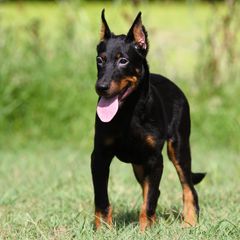Amadeus - 5350 - Black and rust male Beauceron puppy in Rockwall, Texas from Elitehaus