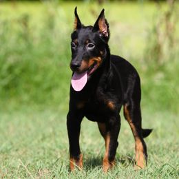 Amadeus - 5350 - Black and rust male Beauceron puppy in Rockwall, Texas from Elitehaus