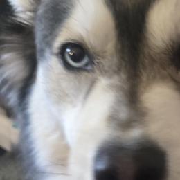 Pookie - Siberian Husky