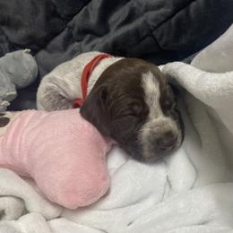 Puppy 4 Red Reserved - Liver roan female German Shorthaired Pointer puppy in Hardeman County, Tennessee from Howell Farm GSP