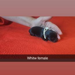 White girl - Black female Scottish Terrier puppy in Oakley, Michigan from Lindsay's Scottish Terriers