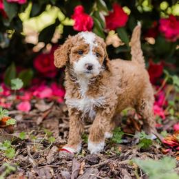 Brrr - brown collar boy - Red  male Goldendoodle puppy in Orangevale, California from Ugly Dad Doodles