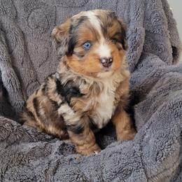 Cooper - Merle male Bernedoodle puppy in East Earl, Pennsylvania from Mountainside Puppies