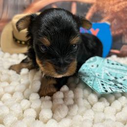 Boy 1 (1800) - Black and tan male Yorkshire Terrier puppy in Douglas, Georgia from Southern Georgia Yorkies and biewers