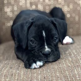 Paris - Brindle female Boxer puppy in Brock, Texas from Tommaso AKC Boxers