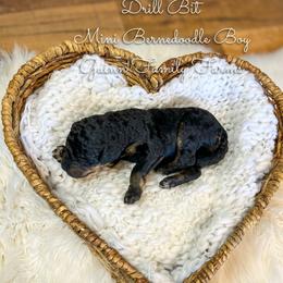 Drillbit - Phantom male Bernedoodle puppy in Grove, Oklahoma from Guinn Family Farms