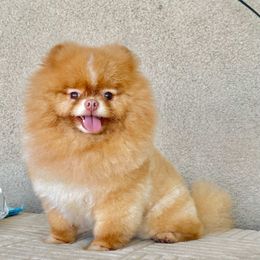 Brownie - Pomeranian