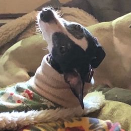 Whippet All Grown Up from Timbreblue Whippets