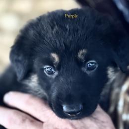 Purple Girl - Black and red female German Shepherd puppy in Rolesville, North Carolina from Ransomshire Shepherds