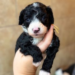Scarecrow - Black and white male Sheepadoodle puppy in Wharton, Texas from Little Fur Friends