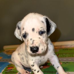 Christmas - White and black female Dalmatian puppy in Bremen, Georgia from Clark’s Dalmatians