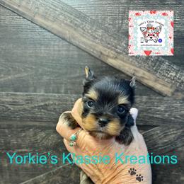 Jagger - Black and tan male Yorkshire Terrier puppy in Dierks, Arkansas from Yorkie’s Klassie Kreations
