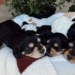 Dachshunds from Dixies Dachshunds