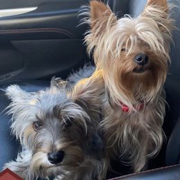 Yorkshire Terriers from Keonia's Yorkshire Terriers
