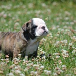 Red brindle and white male Bulldog puppy - DB - Red brindle and white male Bulldog puppy in Fleetwood, Pennsylvania from D and D Bulldogs
