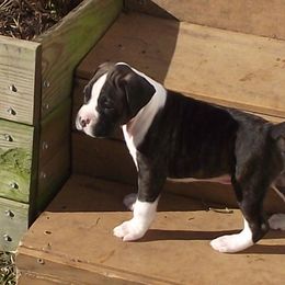 Boxer Puppies from Big Dawg Plantation