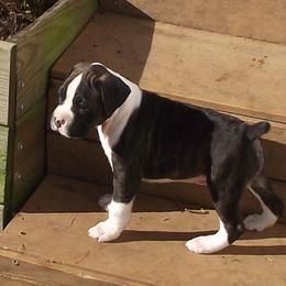 Boxer Puppies from Big Dawg Plantation