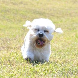 Dandie Dinmont Terriers from Faodail Kennels