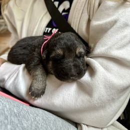 German Shepherd Puppies from Bear Lake Shepherds