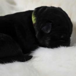 Lime female - Bi-color female German Shepherd puppy in Ann Arbor, Michigan from Von Der Havier German Shepherds