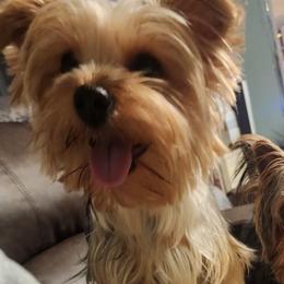 Jeni - Yorkshire Terrier