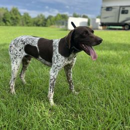 Jack - German Shorthaired Pointer