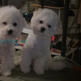 Yellow female - White female Bichon Frise puppy in Apple River, Illinois from Barb's Bichons Bichonfrise.ws