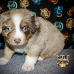 Confetti - Red merle male Australian Shepherd puppy in El Dorado Springs, Missouri from HP Aussie Kennels