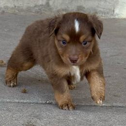 Girl 3 - Red tri-color female Australian Shepherd puppy in Lubbock, Texas from REKN’ Kennel Aussies