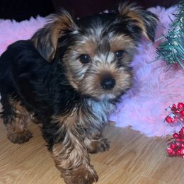 Yorkshire Terrier Puppies from YorkiStars