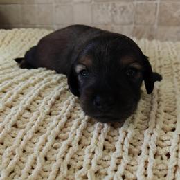 Harry - Red male Dachshund puppy in Miami, Florida from Haus Ernand Dachshunds