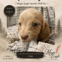 Flint - Cream male Dachshund puppy in Shawnee, Oklahoma from Magic Eagle Miniature Dachshunds
