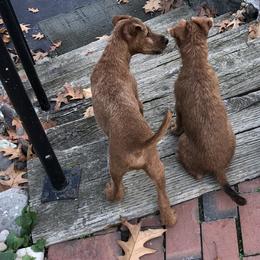 Irish Terrier Puppies from Galeway Irish Terriers