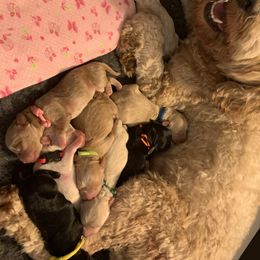 Australian Labradoodle Puppies from Charlotte Labradoodles